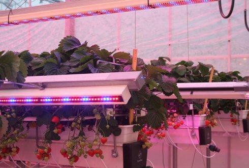 LED Grow Lights for Strawberries