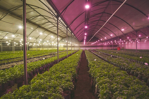 Philips Lighting Launches Next Generation LED Grow Lamps for Horticulture LEDinside