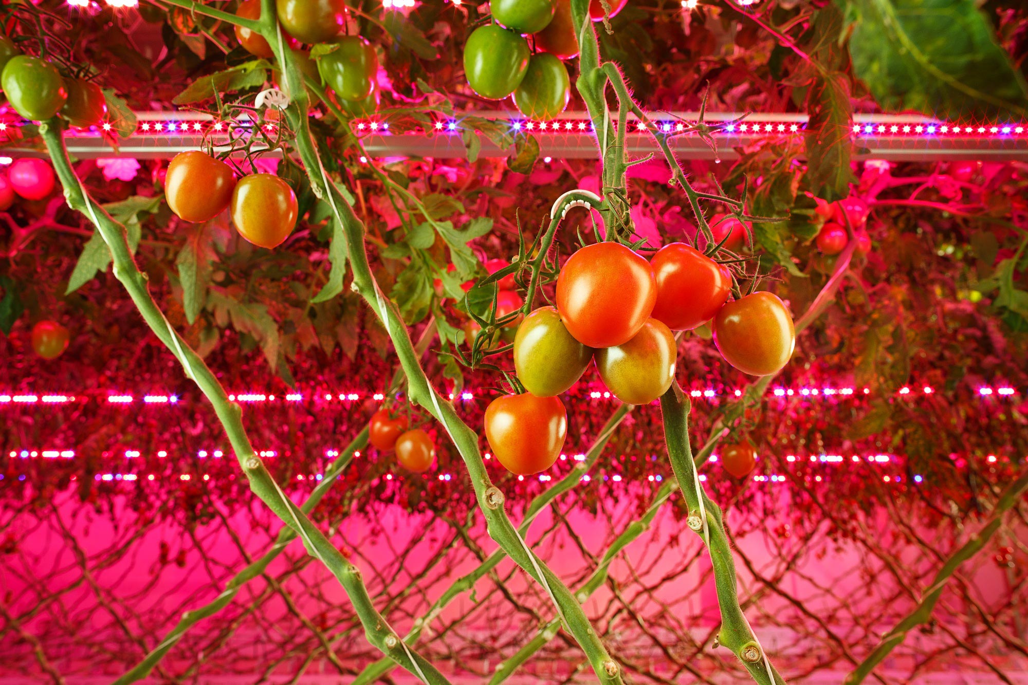 Drik vand varme Uretfærdighed Signify Partners RIAT to Grow Tomatoes and Cucumbers in a Vertical Farm  without Daylight - LEDinside