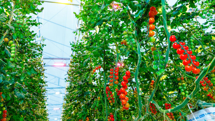 Sunterra Farms Selects Philips GreenPower LED Lighting For The Company's  Planned Expansion Into Fresh Fruit Production - LEDinside
