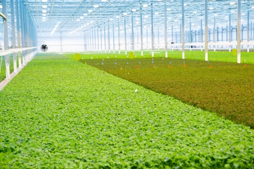 Greenhouse Update: Large Scale Hydroponics - Saint Louis Science Center