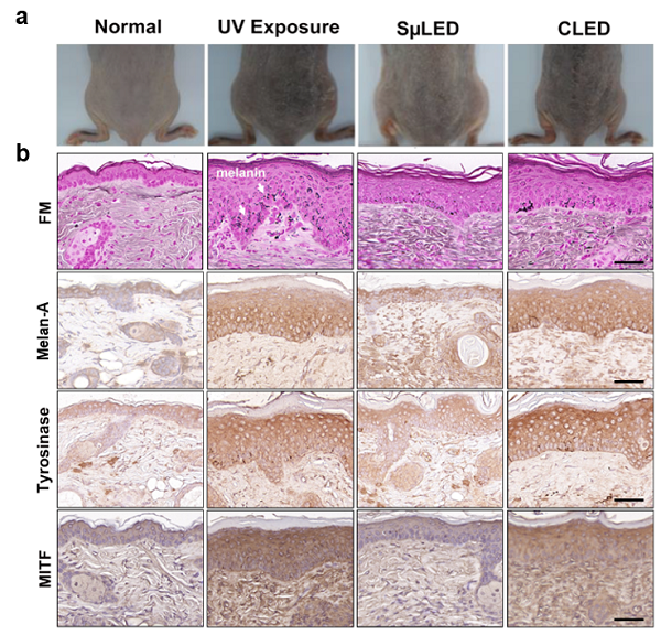 The efficacy of melanogenesis inhibition on mouse dorsal skin.