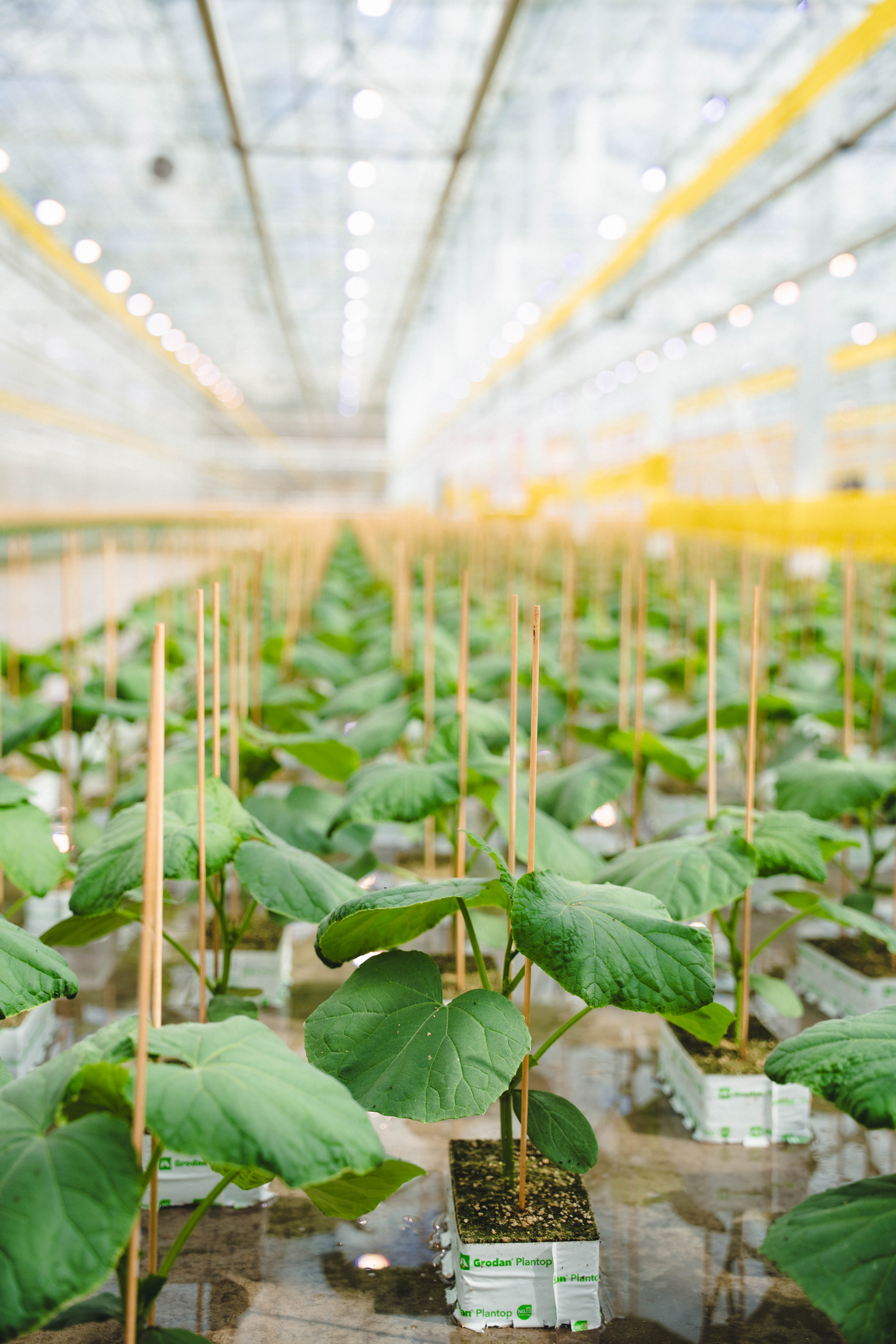 [News] Roelands Plant Farms Selects Sollum Technologies for a 12-Acre Expansion in Vine Crop Propagation